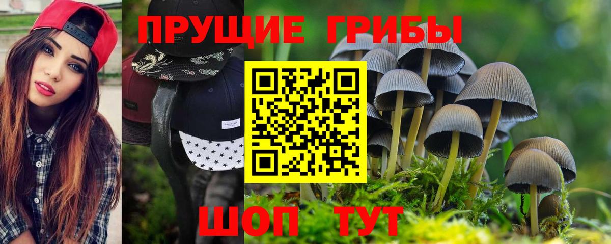 Псилоцибиновые грибы Psilocybine cubensis  Аргун 